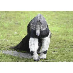 Cadeaubon: Entree Dierenpark Zie-ZOO Best