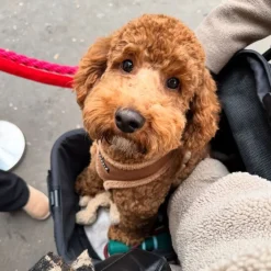 Deryan Luxe Inklapbare Hondenbuggy Huisdieren wandelwagen Outlet