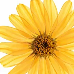 Kneipp Arnica Massageolie Sale