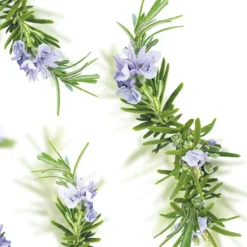 Kneipp New Energy Rozemarijn Badolie Outlet