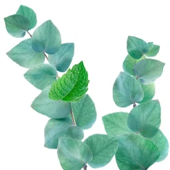 Kneipp Refreshing Mint-Eucalyptus Douchefoam Online