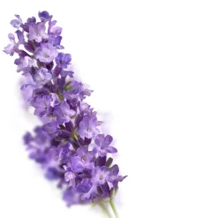 Kneipp Relaxing Hydrating Bodylotion Outlet