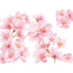 Kneipp Soft Skin Amandelbloesem Douchefoam