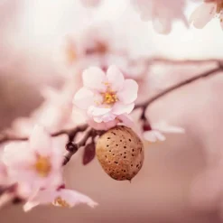 Weleda Sensitive Hydraterende Gezichtscrème Sale